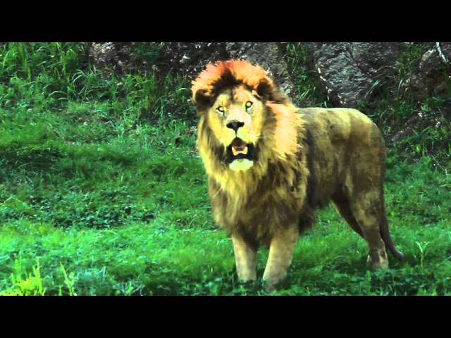 Pablo Herrero "SOCIEDAD ANIMAL" EP08 Los felinos