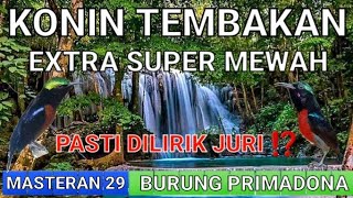 Konin Tembakan Extra Super Mewah  Konin Gacor  Tembakan  Masteran Konin Gacor