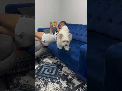 Video: Resim Tavşanlar ve Civciv Goes Viral ile Pitbull Cuddling