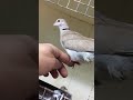 Tamed Collar Dove from our Aviaries