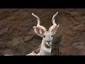 Kleiner Kudu ist immer wachsam