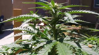 Critical Purple Autoflower day 44 update