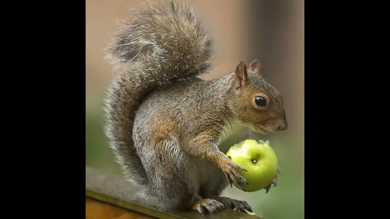 *Squirrel Noises* YouTube