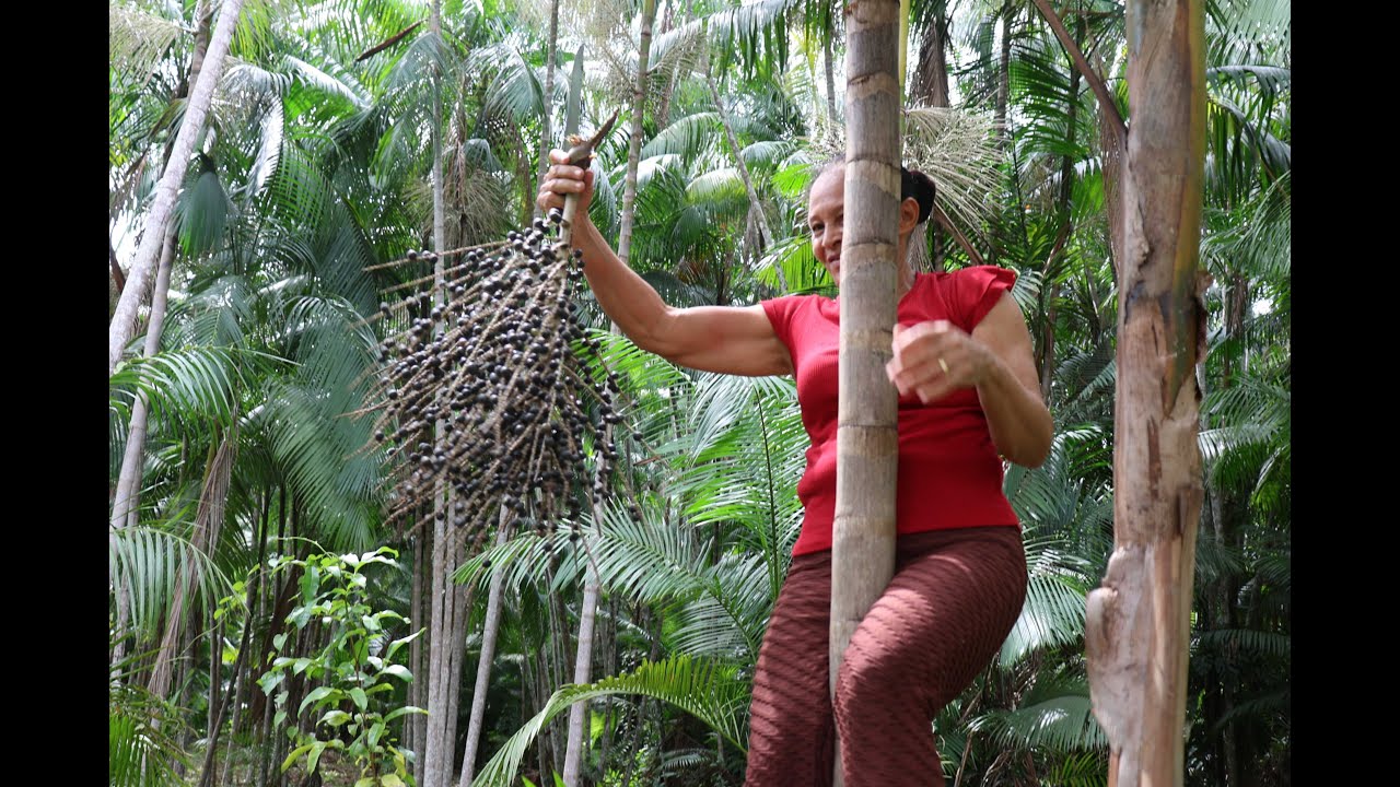 A cultura do açaí dos quilombos de Santarém
