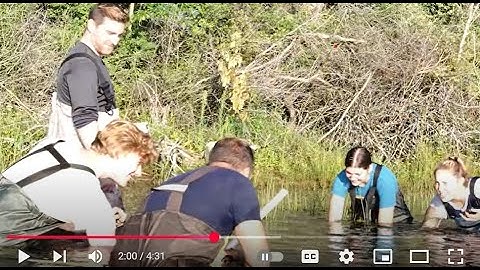 The Invasive Mystery Snail