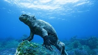 Pacific Ocean Paradise - National Geographic - 720p