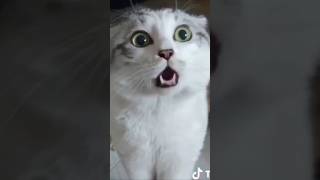 🤯 Cats React to Shocking Lemon Secret! #cats #funny