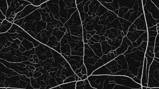 Parallel Jones Physarum Simulation w/ Collision