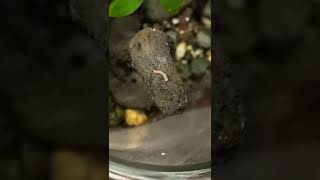 Small reddish millipede inside my terrarium