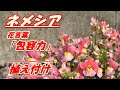 【花】ネメシアの育て方・植え付け