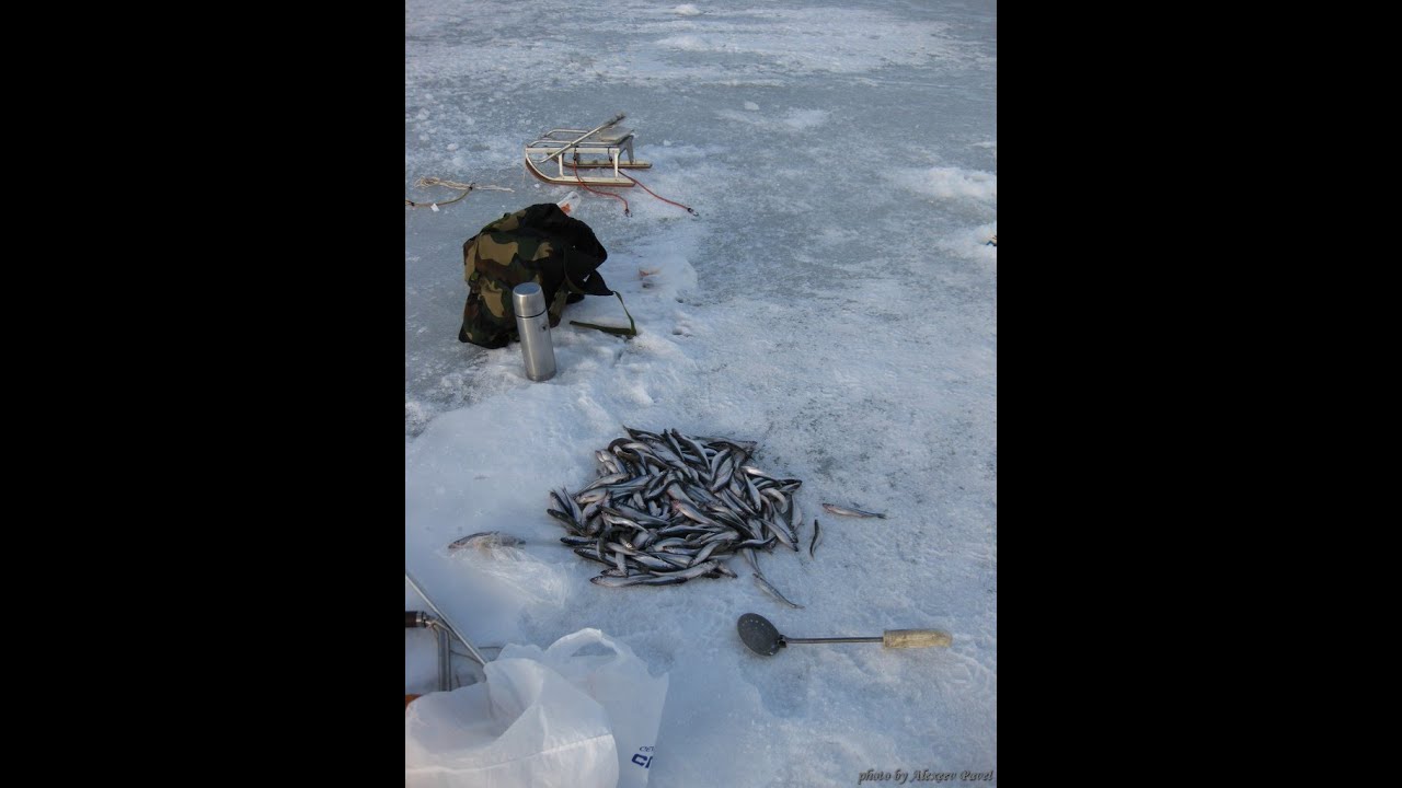 Клев корюшки на финском заливе. Ушково корюшку. Рыбалка на корюшку зимой. Зимняя рыбалка за корюшкой. Ловля корюшки на финском заливе весной.