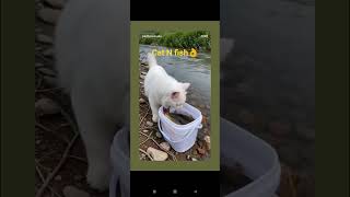 cat N fish #love