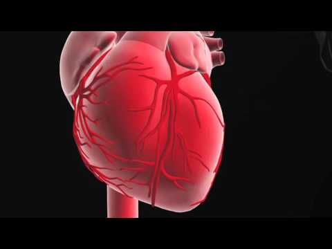 Video: Dove il sangue ossigenato lascia il cuore?