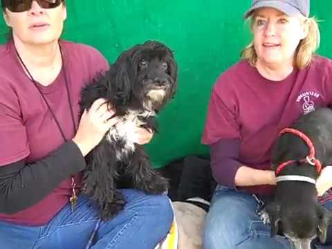 dog adoption mauritius A5018489 Eva | Cocker Spaniel/Terrier & A5018488 Peaches | Beagle/Dachshund