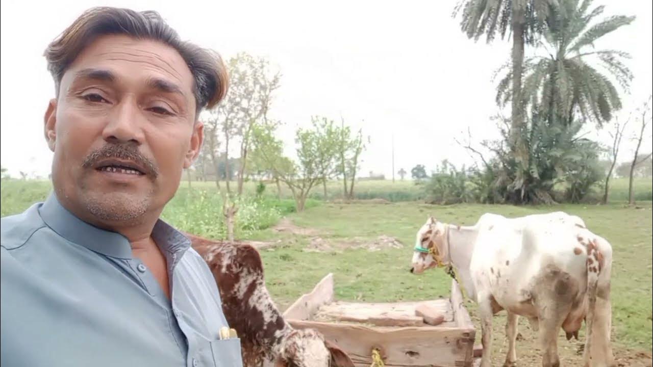 tow-cow-for-sale-is-a-cow-is-milking-the-calf-is-very-small-with-the