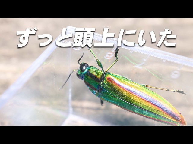 ヤマトタマムシ 森の宝石 個体23匹 森の宝石と称される美しい昆虫