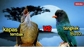 KAPAS TEMBAK VS TENGKEK BUTO || suara kasar istimewa ||  ampuh buat memaster murai batu  cucak ijo