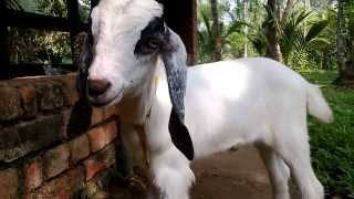 kerala's biggest malabari goat farm-nature in kumarakom-God's own Country-short film -