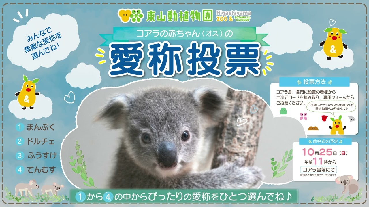東山動植物園公式】2026コアラの愛称投票開催中！！（園内のみ
