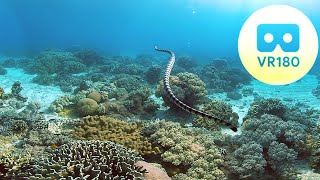 VR180 Virtual Dive with Sea Snake, Clown Fish, Coral Reef | 5mins | 3D 5.7K Oculus VR