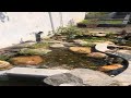 等大池的玻璃，估计还得一个月啊[笑哭][