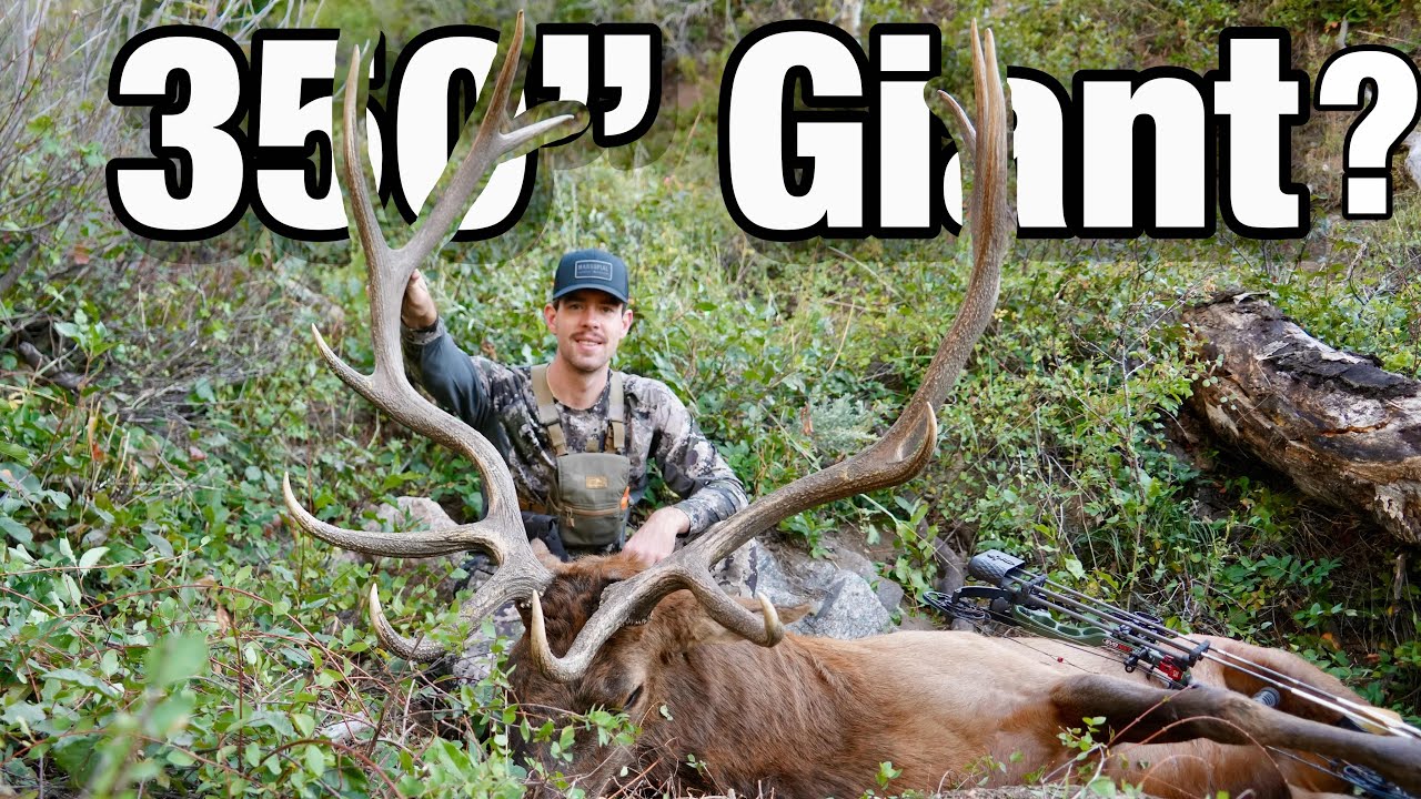 Giant PUBLIC LAND Bull!!! 