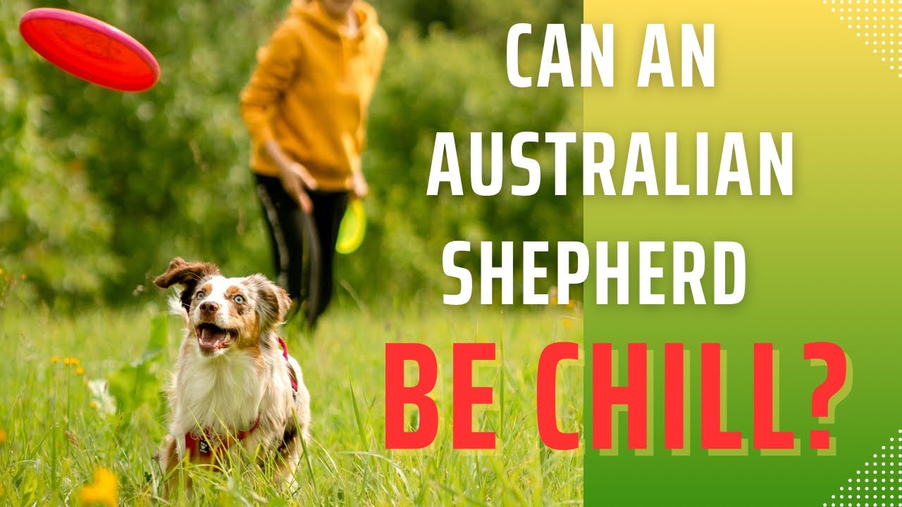 How it looks to walk with two aussies