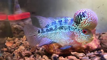 Cá La Hán bổn đầu to tại Cá Cảnh Nhật Toàn Gò Công 0977022281