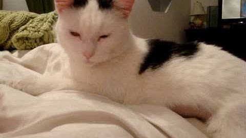 Watch the video about A - OFR - Bubbles, Turkish Van female