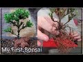 My very first bonsai  how to make a bonsai tutorial step by step