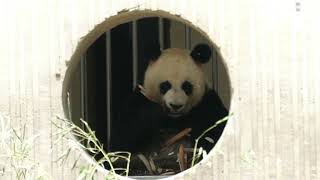 Giant Panda Shui Xiu(水秀）
