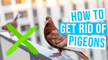 How to GET RID OF PIGEONS on balcony or roof