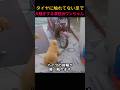 タイヤに触れてない足で大騒ぎする演技派ワンちゃん
