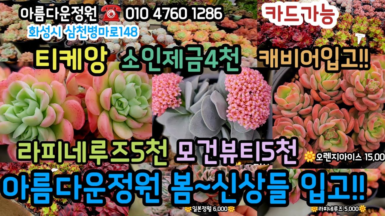 아름다운정원 봄신상다육 입고!! 꽃다육 착하게 내품으로!! 작은에어니옴5천 6천!!#초보다육 #다육쇼핑 