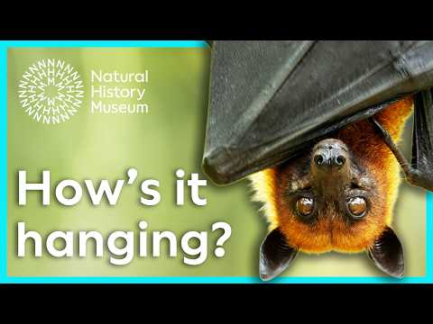 Why do bats hang upside down? | Surprising Science