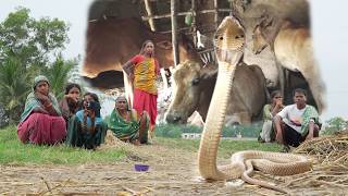 Monocled Cobra Ne Kar Diya Rescue Mushkil! 6 Gaayon Ke Beech Chhupa Tha 😱