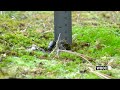 Travels With Charlie: The Unsung Dung Beetle