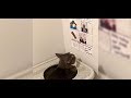 愛猫のトイレ時間が退屈そうに感じた子供達。そんな子供達が ”特別な新聞” を作ってあげると…【nekoの部屋】