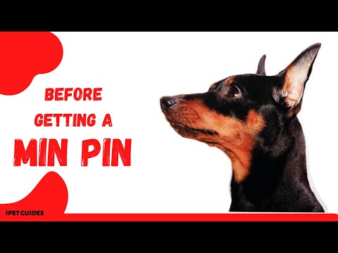 วีดีโอ: The Miniature Pinscher ราชาแห่งของเล่น