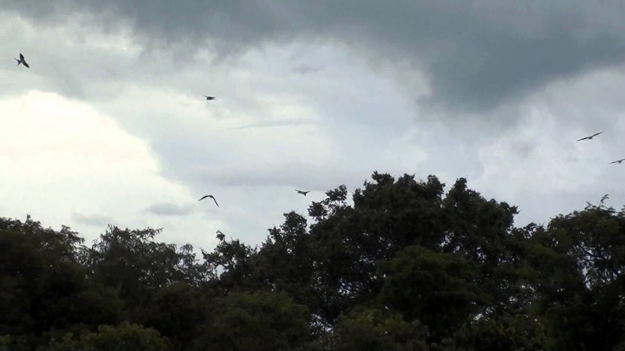 Gavião tesoura, Revoada, Elanoides forficatus, Swallow-tailed Kite