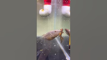 The puffer fish ate my fish