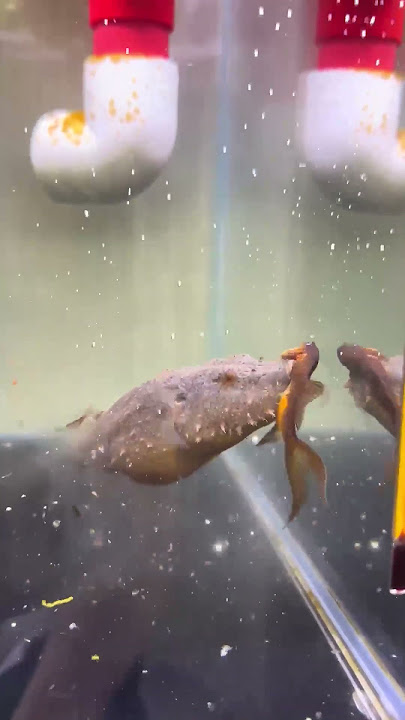 The puffer fish ate my fish