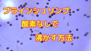 酸素なしでブラインシュリンプを沸かす簡単な方法シーモンキーエッグ 熱帯魚メダカの稚魚エサに最適孵化artemia Nyos生き餌卵 Youtube