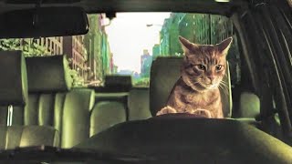 Gatos engraçados#11