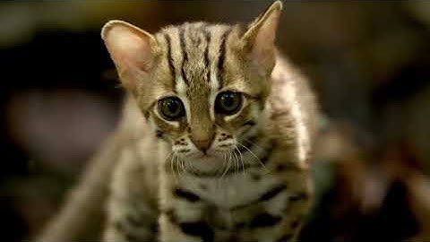 The World’s Smallest Cat – Nature’s Tiny Predator 🐱 | Rusty-Spotted Cat Documentary