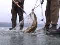 40-ка кілограмових товстолобів витягнули з браконьєрських сіток на Тернопільському ставі 26 лютого