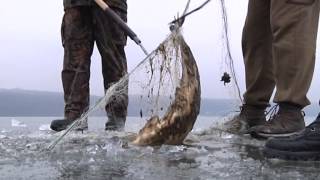 40-ка кілограмових товстолобів витягнули з браконьєрських сіток на Тернопільському ставі 26 лютого