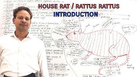House Rat/ Rattus Rattus | Introduction | For IAS,NEET,GATE,NET and BSc