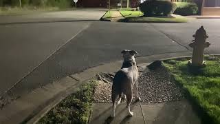 Rocky Stalking A Rabbit