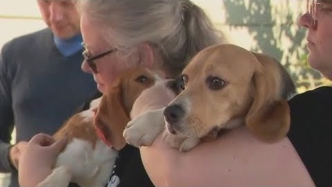 Beagles rescued from animal testing lab come to Anaheim